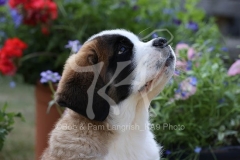 Saint Bernard