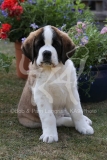 Saint Bernard