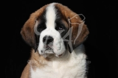 Saint Bernard