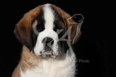 Saint Bernard