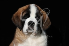Saint Bernard