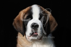 Saint Bernard