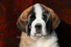 Saint Bernard