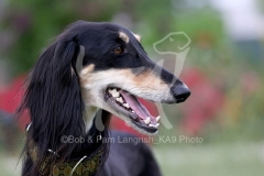 Retriever - Yellow Labrador