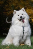 Samoyed