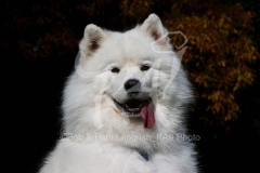 Samoyed