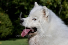 Samoyed