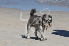 Schnauzer - Miniature