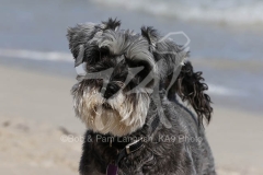 Schnauzer - Miniature