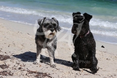 Schnauzer - Miniature