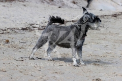 Schnauzer - Miniature