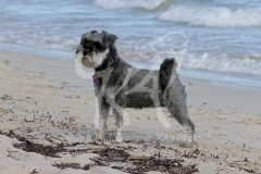 Schnauzer - Miniature