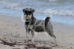 Schnauzer - Miniature