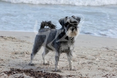 Schnauzer - Miniature