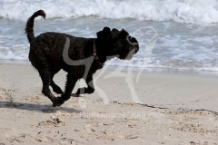Schnauzer - Miniature