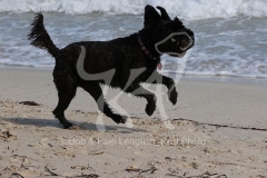 Schnauzer - Miniature