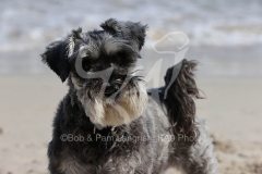 Schnauzer - Miniature