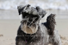 Schnauzer - Miniature