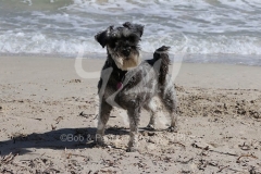 Schnauzer - Miniature