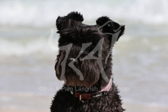 Schnauzer - Miniature