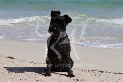 Schnauzer - Miniature