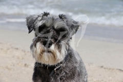 Schnauzer - Miniature