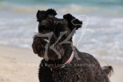 Schnauzer - Miniature