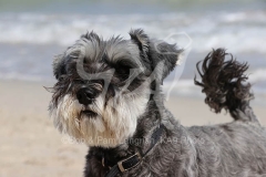 Schnauzer - Miniature