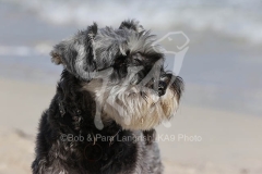 Schnauzer - Miniature