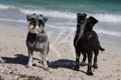Schnauzer - Miniature