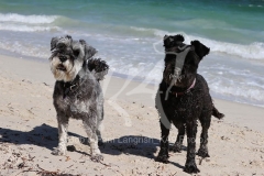 Schnauzer - Miniature