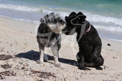 Schnauzer - Miniature