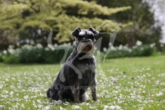Schnauzer - Miniature
