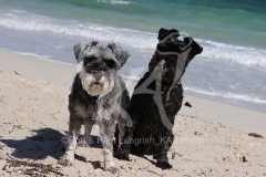 Schnauzer - Miniature
