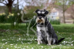 Schnauzer - Miniature