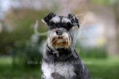 Schnauzer - Miniature