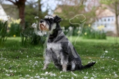 Schnauzer - Miniature