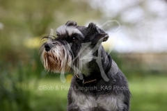 Schnauzer - Miniature