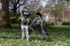 Schnauzer - Miniature