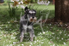 Schnauzer - Miniature