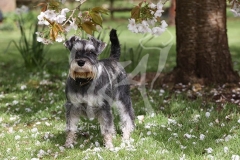 Schnauzer - Miniature