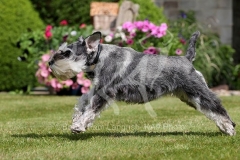 Schnauzer - Miniature