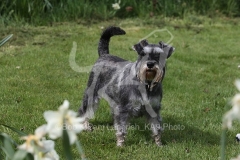 Schnauzer - Miniature