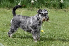 Schnauzer - Miniature
