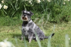 Schnauzer - Miniature