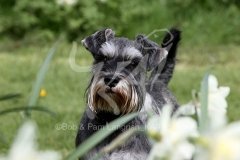 Schnauzer - Miniature