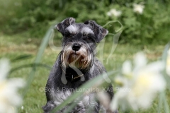 Schnauzer - Miniature
