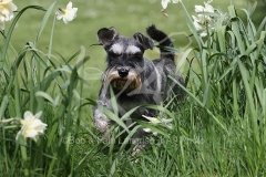 Schnauzer - Miniature