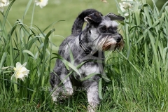 Schnauzer - Miniature