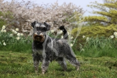 Schnauzer - Miniature